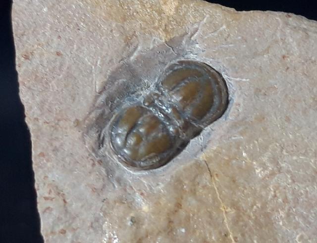 Peronopsis interstricta (WHITE 1874) - Bild &copy; FossNet FossilienStore